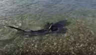 U Jadranskom moru snimljena "lisica" sa mladuncima: Vrsta morskog psa što raste i do 5 metara