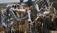 Prodati fosili dinosaurusa stari više od 100 miliona godina: Poznat je po filmu "Park iz doba Jure"