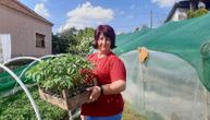 Iz sela Rajkovac kod Topole stižu najbolje kalemljene lubenice u Srbiji: Jelena je zanat naučila od oca