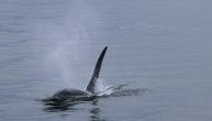 Uginuo bolesni kit ubica koji je plutao u Seni