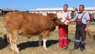 Šampioni prodaju krave zbog rasta troškova: Otac i sin iz Mačve u ovčarstvu vide perspektivu