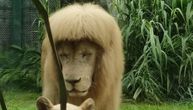 Lav iz zoo-vrta preko noći dobio šiške ko Brus Li: Radnici tvrde da je sam sebe frizirao