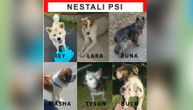 Tužan epilog nestanka 6 pasa za kojim su tragali Rusi u Novom Sadu: Slučaj u tužilaštvu, oni nisu živi