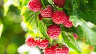 Serbia exports raspberries in record value: Quantity is smaller, but price on world markets is rising