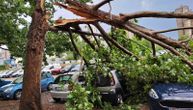 Oluja u Beogradu lomila drveće: Stablo palo na parkirane automobile i kolovoz