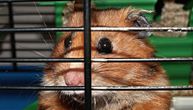 Hong Kong ukida jednogodišnju zabranu uvoza hrčaka uvedenu zbog korone