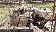 Zbrinute medvedice koje je Kraljevčanin držao u kavezu bez dozvole: Ovo je sada njihov dom