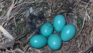 Kragujevčanin u garaži slikao jaja nestvarne boje, ljudi polemišu: Ove 3 vrste su mogle da ih snesu