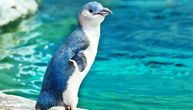 Tela malih plavih pingvina pronađena na obalama Novog Zelanda: Razlog za pomor zabrinjavajući