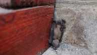 Spasen bebac slepog miša na Vidikovcu: Igor nije mogao da gleda malca kako umire na betonu