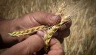 Veće cene pšenice i kukuruza, suncokret jeftiniji: Prometovano 2.659 tona robe