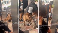 Pitbul ščepao pudlicu nasred kafića, gosti skočili u čeljusti zveri da spasu malog psa: Borba za život mališe