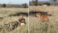Žestoka borba hijene i leoparda oko ručka: Na njenu gozbu niko nije dobrodošao