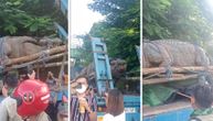 Krokodil od 7 metara na kamionu isprepadao stanovnike Manile: Otkrivena tajna nemani sa Filipina