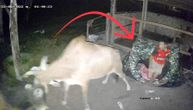 Dva podivljala bika se pobila i umalo ubila kampere koji su spavali u šatoru