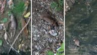Pacovi kao zečevi snimljeni u Kaluđerici: Goste se trulom lubenicom, kupaju u mutnom potoku i skrivaju u smeću