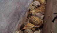 Krijumčarili kornjače u Bujanovcu: Policija pronašla 281 životinju zaštićenu zakonom
