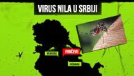 Mosquitoes infected with West Nile virus have been in Serbia for 2 weeks, in 4 locations in Pancevo alone