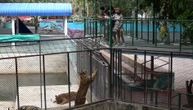 Bizarna i opasna atrakcija za posetioce u Zoo vrtu: "Pecanje" tigrova i krokodila da se poveća zarada