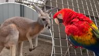 "Partneri u zločinu": Nestašni papagaj kljunom otvorio kavez i pustio kengura na slobodu