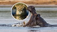 Nilski konj napao lavove koji su preplivavali reku: Neviđen obračun u Africi