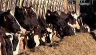 Holandija planira klanje 30 miliona grla stoke zbog klimatske krize