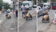Čovek prevozi ovcu ulicom u Zemunu: Neobičan snimak stiže iz Prvomajske ulice