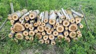 Šumske krađe sve češće u našoj zemlji: Pod "budnim okom" su ovi krajevi u Srbiji