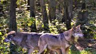 Šetnja planinama u Španiji u jedinstvenom društvu: Uz turiste ide i čopor vukova