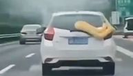 Nestvaran prizor na auto-putu: Džinovska zmija izašla kroz prozor, pa počela da gmiže po automobilu