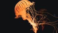Objavljena karta o rasprostranjenosti meduza u Jadranu