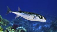 Fish several hundred times more poisonous than cyanide appears in the Adriatic Sea