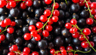 Moćne bobice crvene i crne ribizle: Voće koje osvežava letnje dane