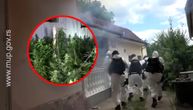 Smoke grenades flying, shouts of, "Lie down!" echoing: Marijuana laboratory discovered in Bela Crkva