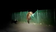 Psi isprepadali medveda i oterali ga preko ograde: Izbezumljena zver nije znala šta je snašlo
