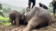 Nestvarno: Ljudi reanimiraju slonicu čije se mladunče zaglavilo u jami, onda se dogodilo nešto neverovatno