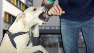 Sve veći broj napuštenih pasa u Prokuplju: Zbog ujeda se isplaćuju milionski iznosi iz budžeta