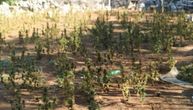 Policija u Ljubuškom otkrila plantažu marihuane vrednu više od pola miliona evra