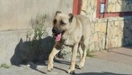 Ovaj pas je u Zaječaru usmrtio drugog, niko ga ne viđa od napada: Potraga u toku, ove greške prave ljudi