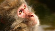 Uhvaćen i ubijen majmun koji je terorisao ljude u Japanu, traga se za ostatkom bande: Povredili skoro 50 osoba