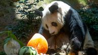 Zbogom, An An: Uspavan najstariji mužijak džinovske pande