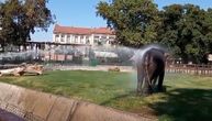 On se najviše rashladio u beogradskom zoo vrtu: Slon uživao u kupki koju su mu priredili čuvari
