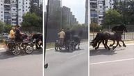 Konji galopiraju usred Novog Beograda: Građani osuli paljbu po vozaču autobusa koji je sve snimio