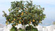 Proizvođači limuna vešto skaču među krošnje drveća na strmoj Amalfi obali