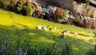 Užasne scene u Krnjači: Siroti labudovi plivaju u kanalu punom fekalija