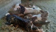Čudo u selu kod Topole: Očekivali da krava oteli jedno mladunče, a stigla 3! Porođaj bio rizičan i iscrpljujuć