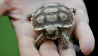 Sada su minijaturne, a porašće tek za nekoliko decenija: Zoo vrt u Beogradu dobio preslatke kornjače