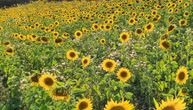 Dobra vest za poljoprivrednike: Donete dve uredbe u vezi sa suncokretom