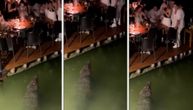 Krokodil se "parkirao" i samo čeka da neko upadne, dok oni mirno večeraju na splavu