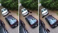 Medveđa banda upada u automobil: Mečka otvara vrata, mladunci nadziru